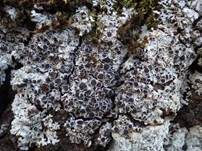 Ziegen-Schwielenflechte, Foto 7