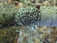 Ziegen-Schwielenflechte, Foto 11