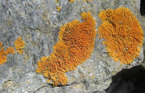 Zierliche Gelbflechte, Foto 2