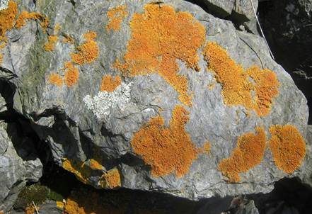 Zierliche Gelbflechte, Foto 3
