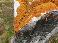 Zierliche Gelbflechte, Foto 9