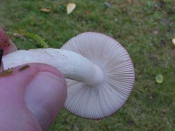 Zierlicher Birkentäubling, Foto 3