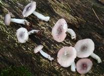Zierlicher Birkentäubling, Foto 8