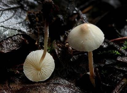 Zierlicher Mehlschirmling, Foto 2