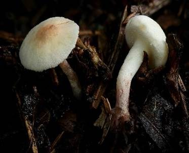 Zierlicher Mehlschirmling, Foto 3