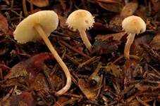 Zierlicher Mehlschirmling, Foto 6