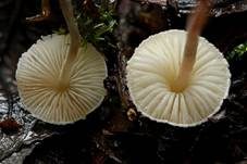 Zierlicher Mehlschirmling, Foto 7