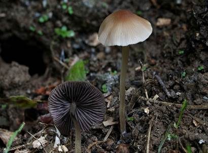 Zierlicher Mürbling, Foto 2
