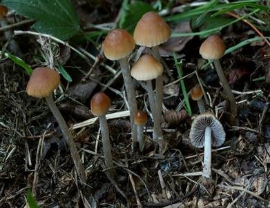 Zierlicher Mürbling, Foto 3