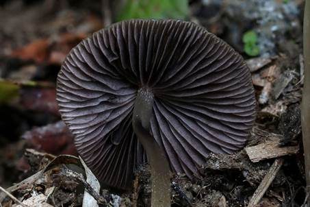 Zierlicher Mürbling, Foto 4