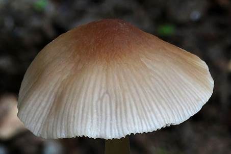 Zierlicher Mürbling, Foto 5