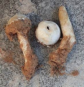 Zierlicher Stielbovist, Foto 2