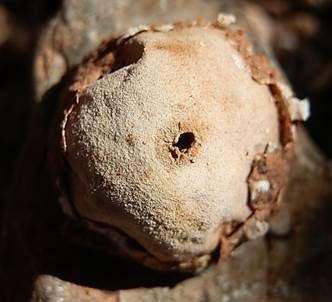 Zierlicher Stielbovist, Foto 5