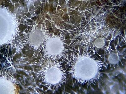 Zierliches Lärchenzapfen-Spinnwebbecherchen, Foto 3