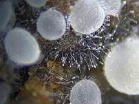 Zierliches Lärchenzapfen-Spinnwebbecherchen, Foto 13