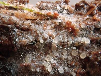 Zierliches Lärchenzapfen-Spinnwebbecherchen, Foto 4