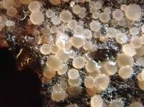 Zierliches Lärchenzapfen-Spinnwebbecherchen, Foto 6