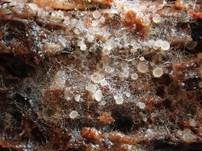 Zierliches Lärchenzapfen-Spinnwebbecherchen, Foto 7
