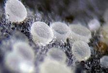 Zierliches Lärchenzapfen-Spinnwebbecherchen, Foto 8