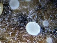 Zierliches Lärchenzapfen-Spinnwebbecherchen, Foto 9