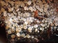 Zierliches Lärchenzapfen-Spinnwebbecherchen, Foto 10