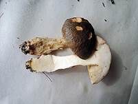 Zigarrenbrauner Birkenpilz, Foto 7