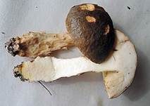 Zigarrenbrauner Birkenpilz, Foto 8