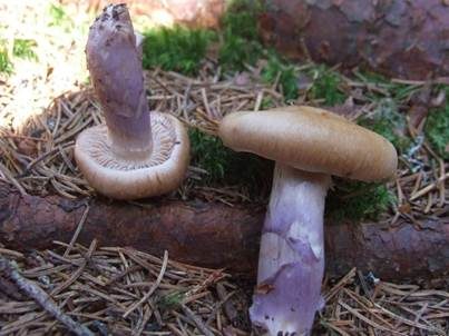 Zimtblättriger Rettichgürtelfuß, Foto 2