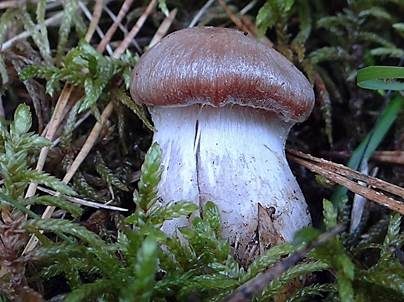 Zimtblättriger Rettichgürtelfuß, Foto 3