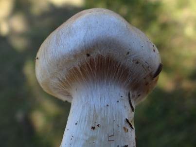 Zimtblättriger Rettichgürtelfuß, Foto 4