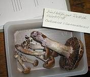 Zimtblättriger Rettichgürtelfuß, Foto 6