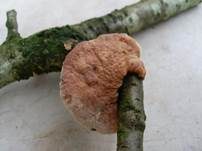 Zimtfarbener Weichporling, Foto 24