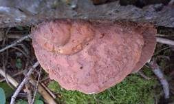 Zimtfarbener Weichporling, Foto 27