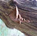 Zimtfarbener Weichporling, Foto 28