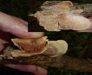 Zimtfarbener Weichporling, Foto 31
