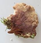 Zimtfarbener Weichporling, Foto 34