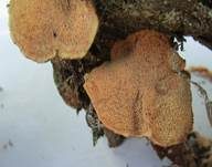 Zimtfarbener Weichporling, Foto 36