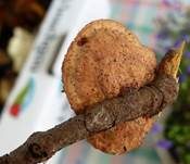 Zimtfarbener Weichporling, Foto 6