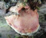 Zimtfarbener Weichporling, Foto 42