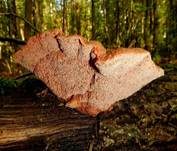 Zimtfarbener Weichporling, Foto 48