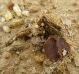 Brauner Sandbecherling, Foto 6