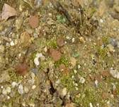 Brauner Sandbecherling, Foto 9