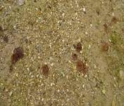 Brauner Sandbecherling, Foto 10