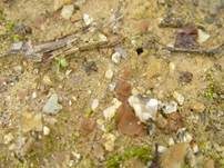 Brauner Sandbecherling, Foto 11