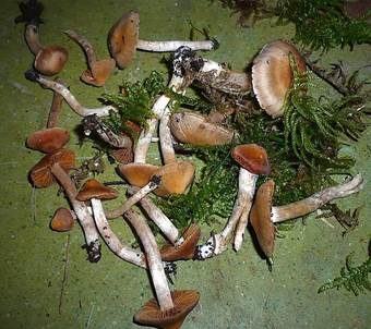 Zimtfuchsiger Wasserkopf, Foto 2