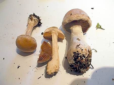 Zimtroter Gürtelfuß, Foto 2
