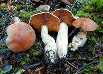 Zimtroter Gürtelfuß, Foto 5