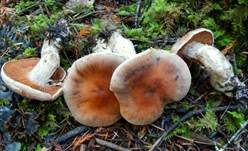 Zimtroter Gürtelfuß, Foto 6