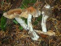 Zimtroter Gürtelfuß, Foto 7