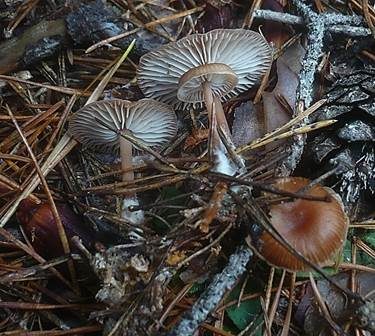 Zimtrötlicher Rübling, Foto 2